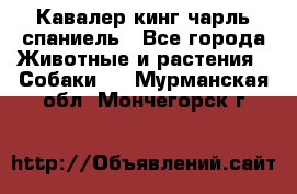 Кавалер кинг чарль спаниель - Все города Животные и растения » Собаки   . Мурманская обл.,Мончегорск г.